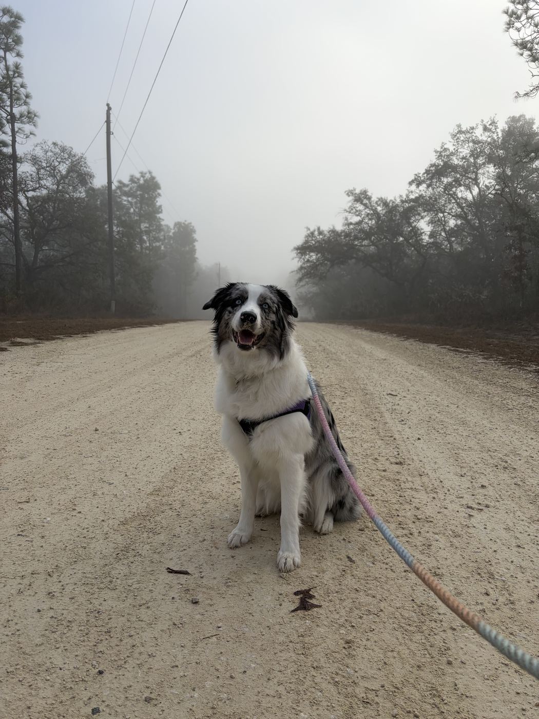 One of the Australian shepherds on a foggy back road