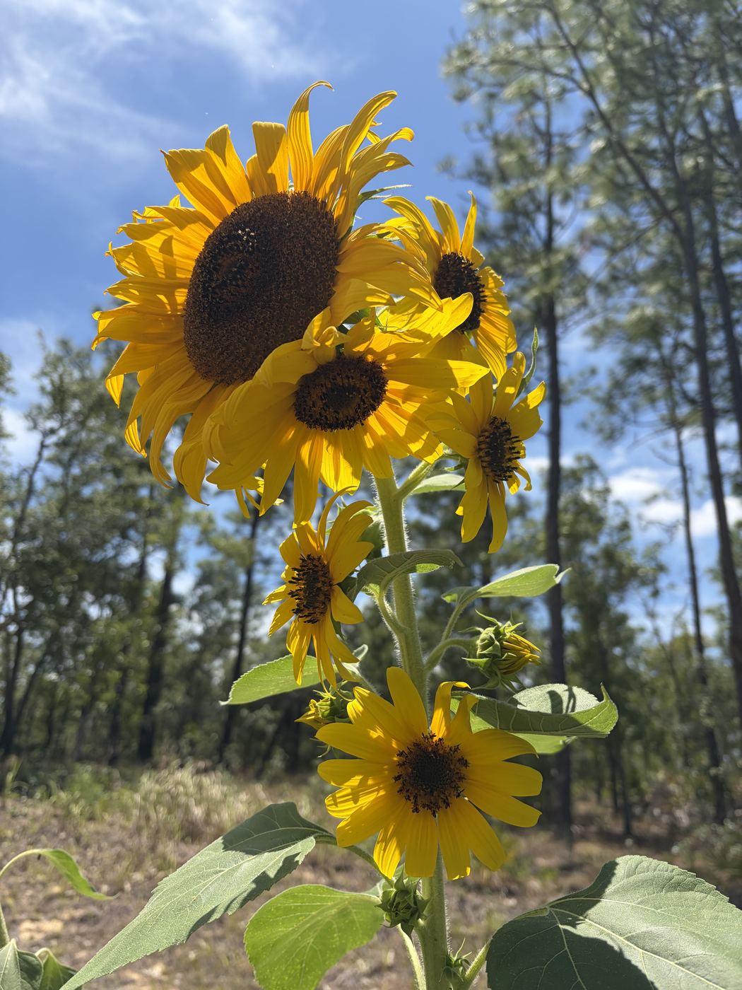 Wild sunflowers against the Florida pines