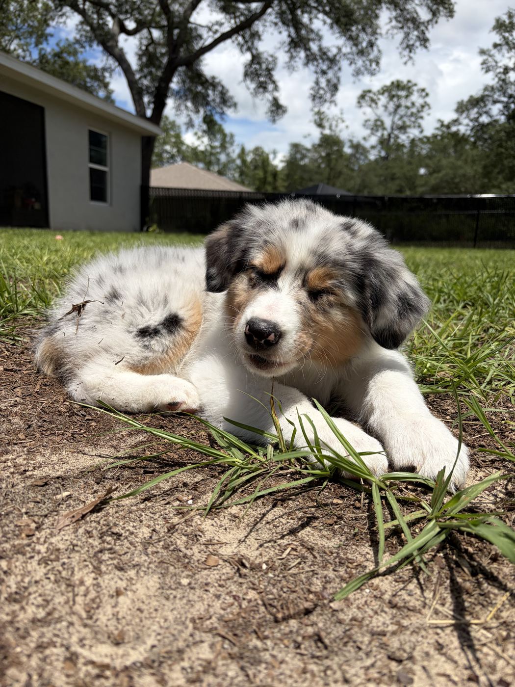 An Australian shepherd puppy in the yard
