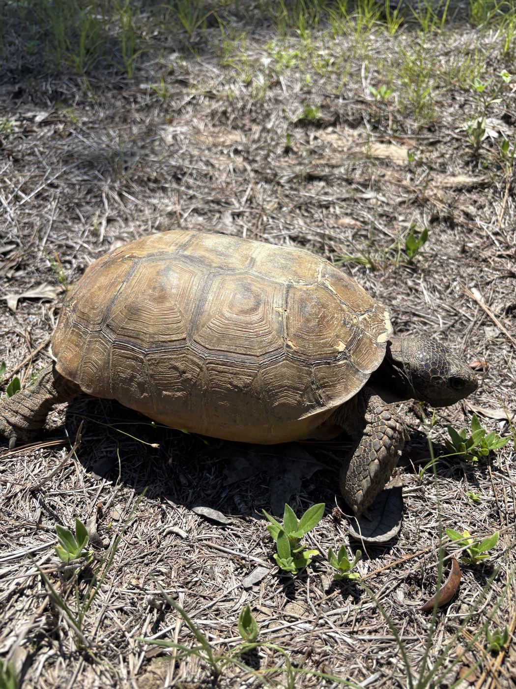 A gopher tortoise crossing the scrub