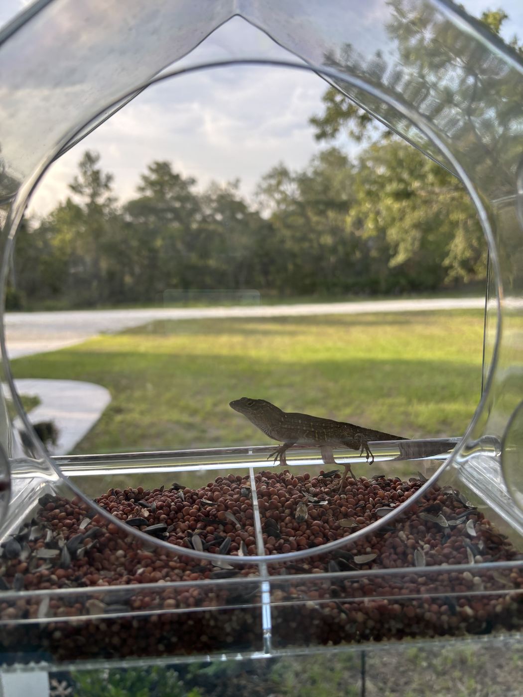 An anole at the window feeder