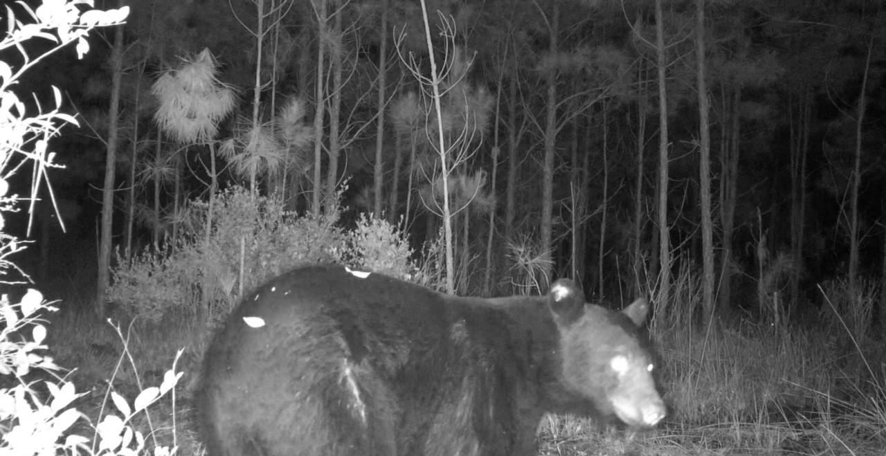 A black bear on the game camera at night