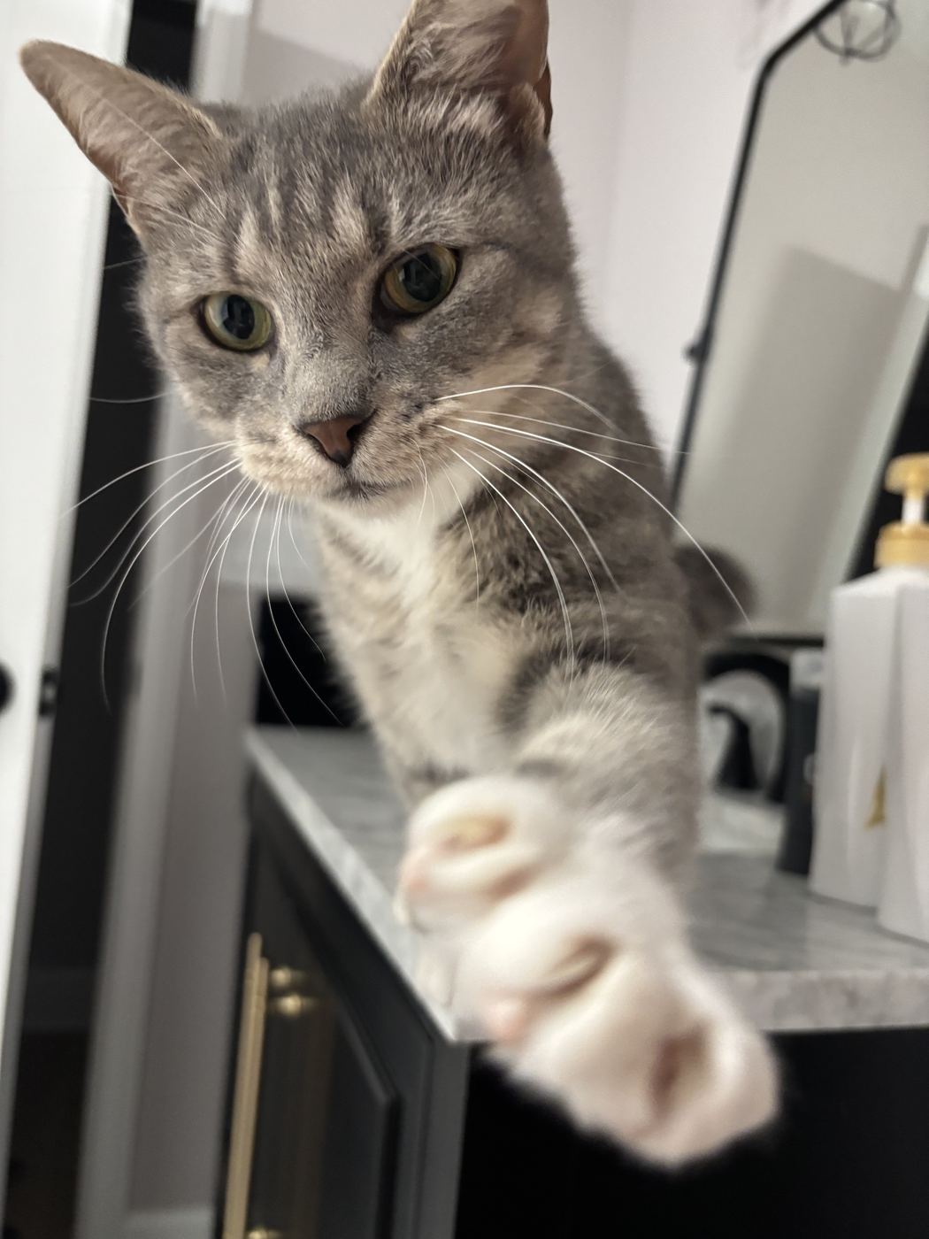 Cleo the cat reaching for the camera