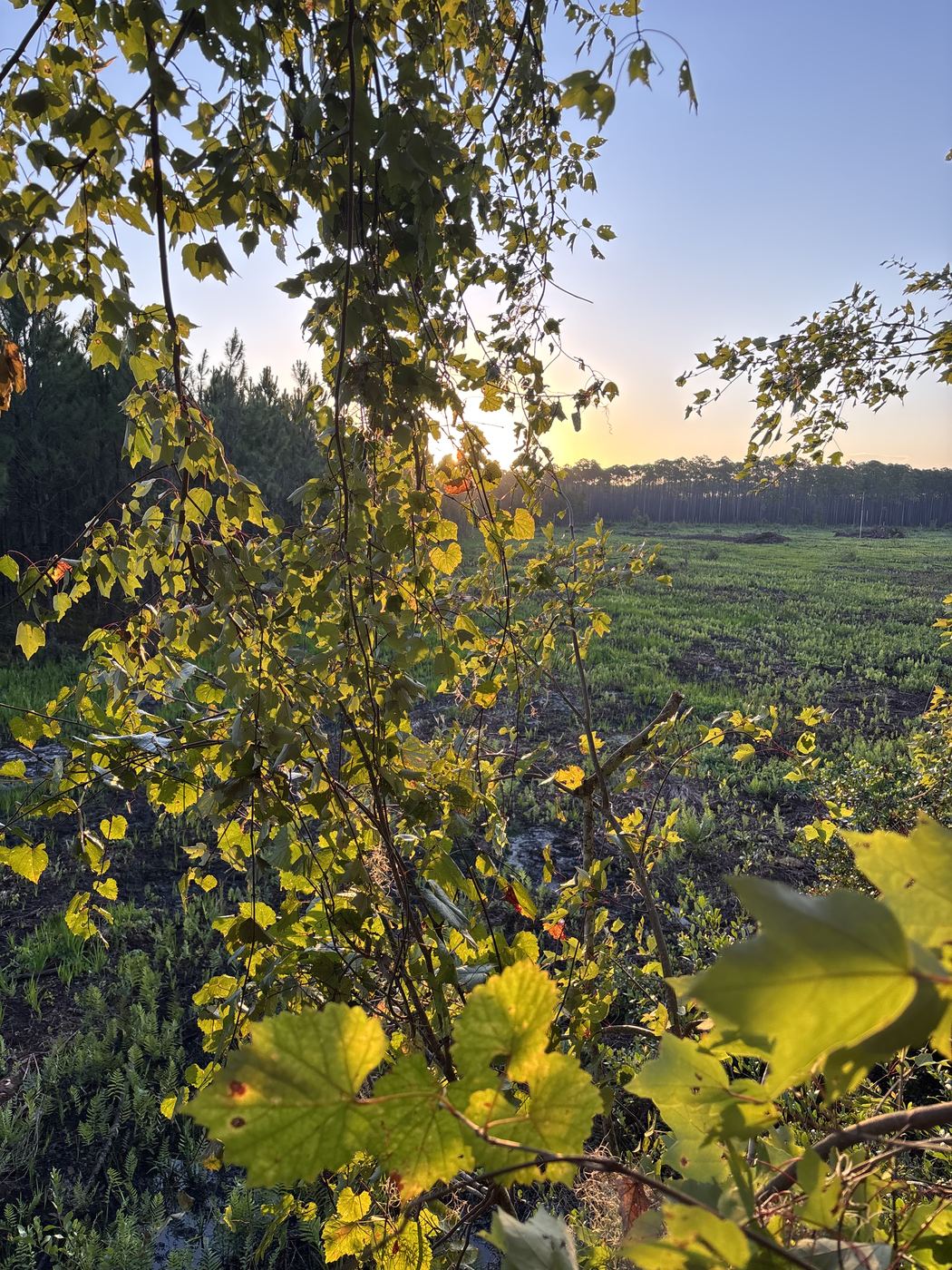 Sunrise through the leaves over an open field