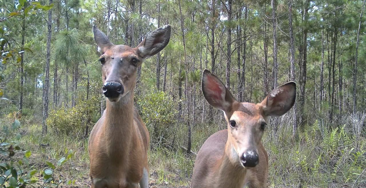 Two deer on the game camera at first light