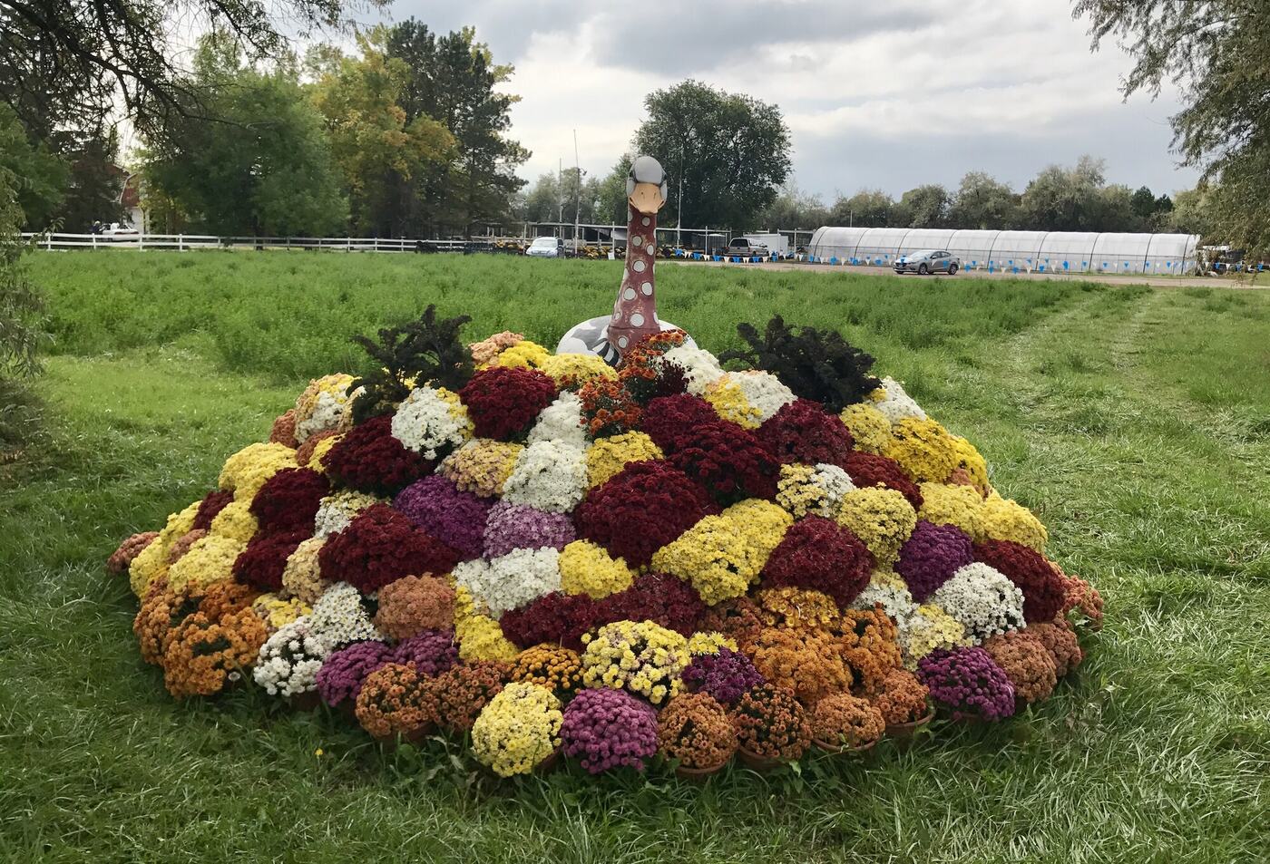 A peacock of mums at the farm