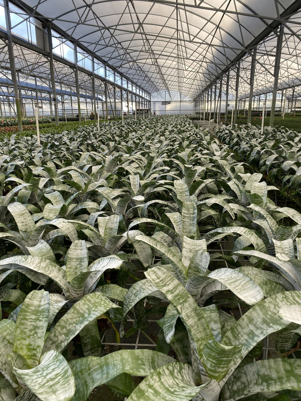 Rows of plants under glass in the greenhouse
