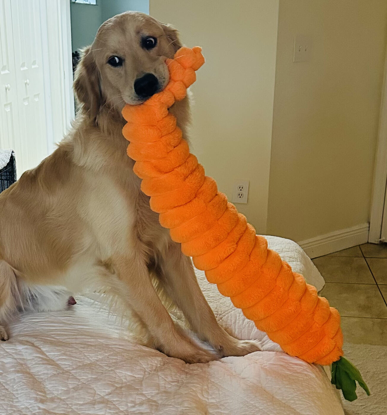 A golden retriever carrying a garland