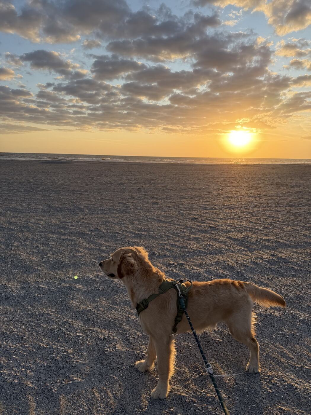 A golden retriever on the beach at sunset