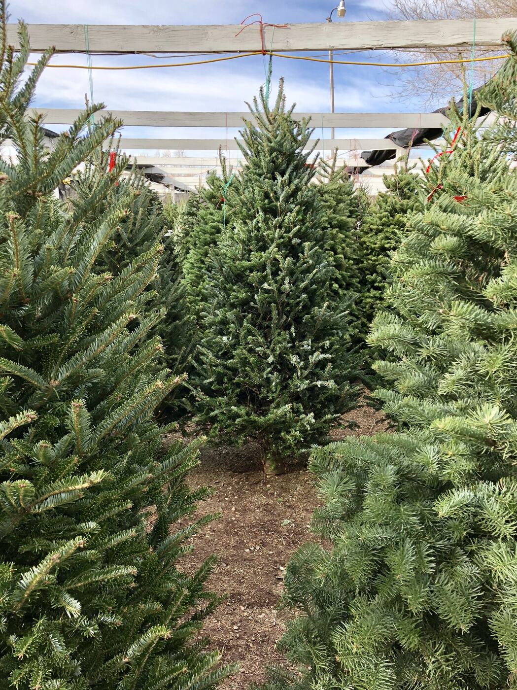 Rows of cut Christmas trees