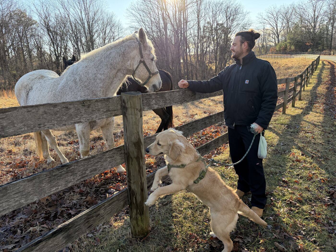 Noah at a fence with a horse and dogs