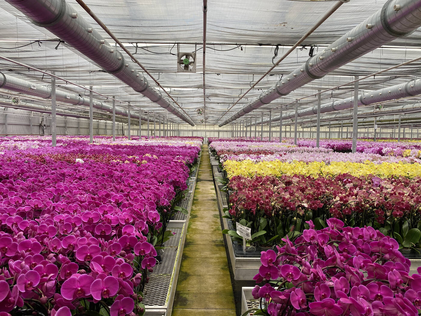 Rows of orchids in bloom under glass at the greenhouse