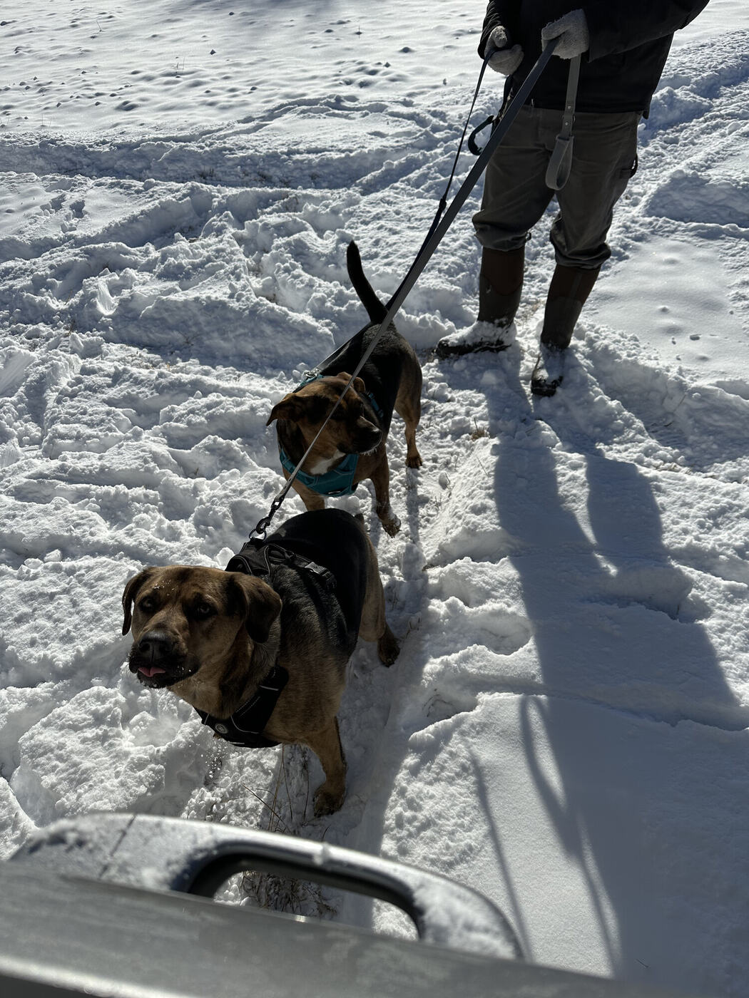 Walking the dogs through fresh snow