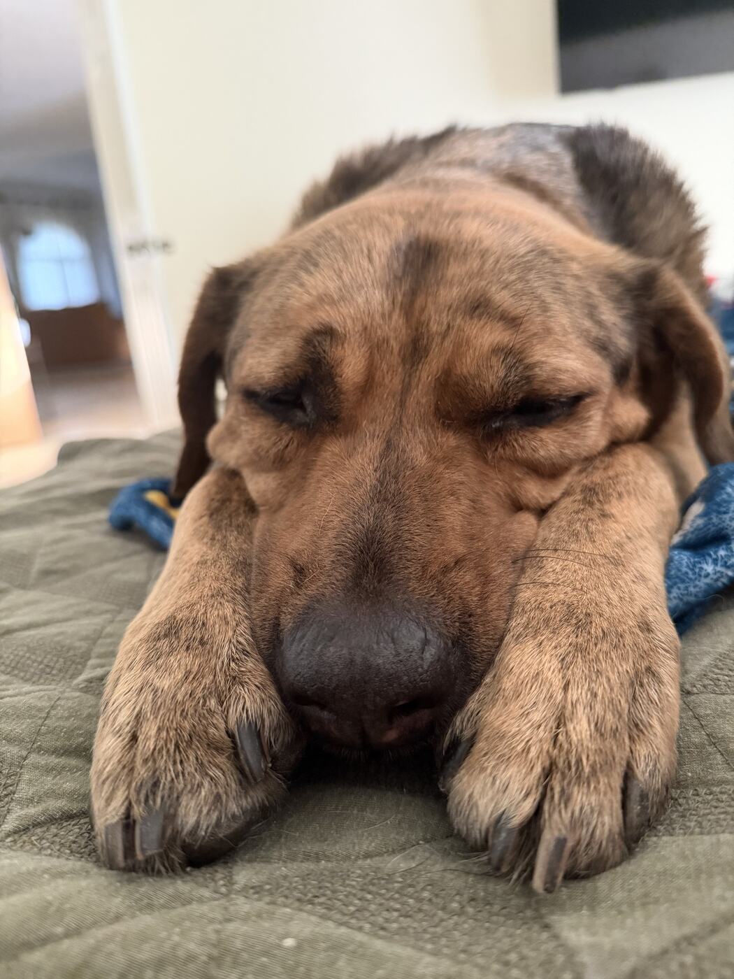 One of the dogs asleep at home